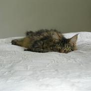 Maine Coon Mille