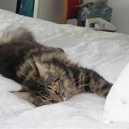 Maine Coon Mille
