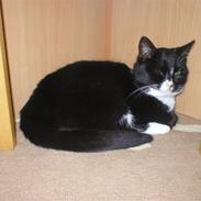 Huskat mimmika (mikapigen) R.I.P