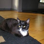 Huskat mimmika (mikapigen) R.I.P