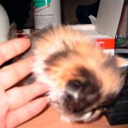 Perser carlkats ann