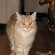 Maine Coon "gugger"  Superstar 