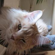 Maine Coon "gugger"  Superstar 