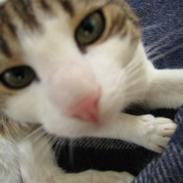 Huskat Felix