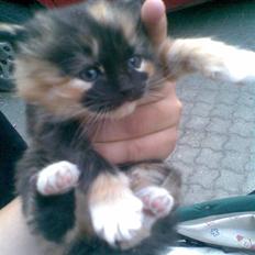 Blanding af racer Maya