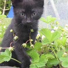 Huskat Prince of darkness