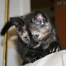 Blanding af racer Alaska <3