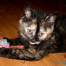 Blanding af racer Alaska <3