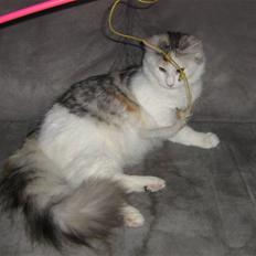 Blanding af racer Alma