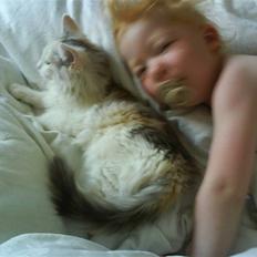 Blanding af racer Alma