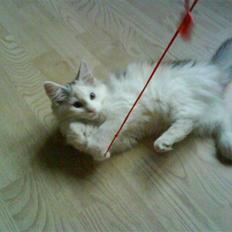 Blanding af racer Alma