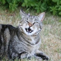 Blanding af racer Tiger / Hunter