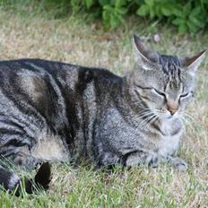 Blanding af racer Tiger / Hunter