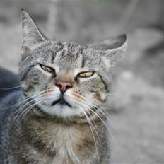 Blanding af racer Tiger / Hunter