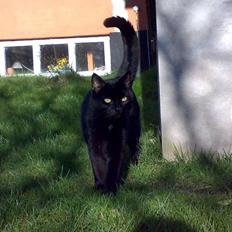 Blanding af racer Lusse Hesteng