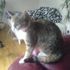 Blanding af racer mille