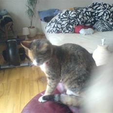 Blanding af racer mille