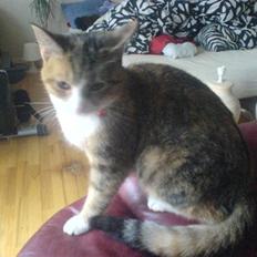 Blanding af racer mille