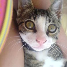 Blanding af racer stanly