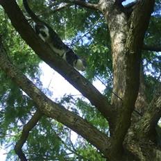 Blanding af racer stanly