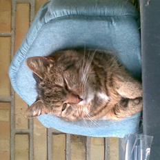 Blanding af racer Mille-pigen