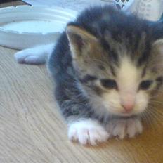 Huskat Tiger + DØD+