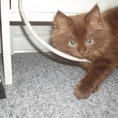 Blanding af racer Mille