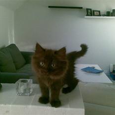 Blanding af racer Mille