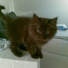 Blanding af racer Mille