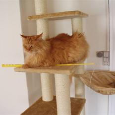 Maine Coon Hugo Boss R.I.P.