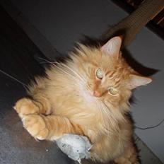 Maine Coon Hugo Boss R.I.P.