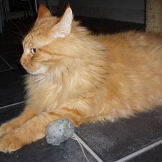 Maine Coon Hugo Boss R.I.P.