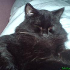 Blanding af racer Pelle *Død*