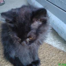 Blanding af racer Pelle *Død*