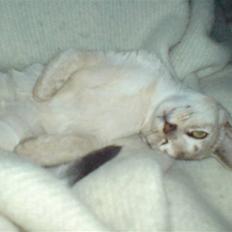 Abyssinier Basil von Tripwitt