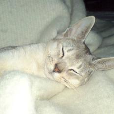 Abyssinier Basil von Tripwitt