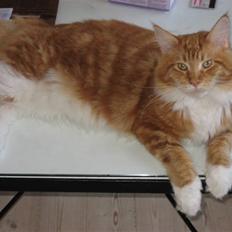 Maine Coon Micharlo´s Nippon