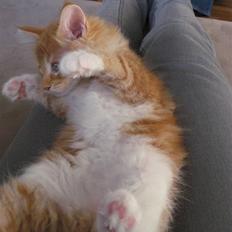 Maine Coon Micharlo´s Nippon