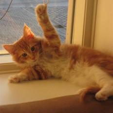 Maine Coon Micharlo´s Nippon