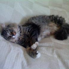 Blanding af racer Elvis R.I.P