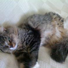 Blanding af racer Elvis R.I.P