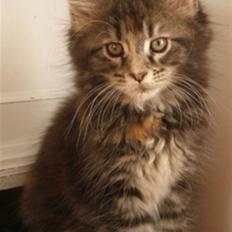 Maine Coon Micharlo´s Dark Rose