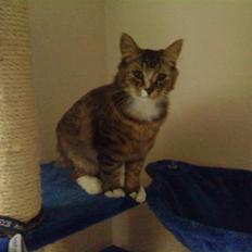 Blanding af racer Elvis R.I.P