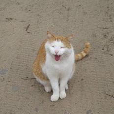 Blanding af racer mis R.I.P