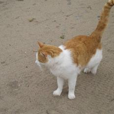 Blanding af racer mis R.I.P