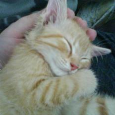 Blanding af racer Axl Rose