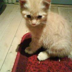 Blanding af racer Axl Rose