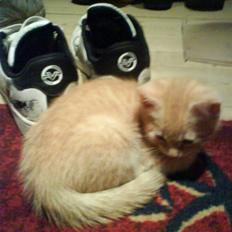 Blanding af racer Axl Rose