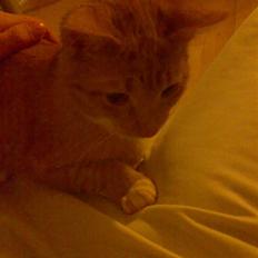 Huskat Silke R.I.P ;'(