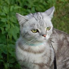 British Shorthair Olivier Larousse-Olli